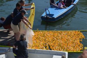 Die Enten werden zu Wasser gelassen